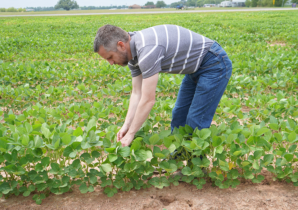 Scientist studies soybean best management practices using multiple strategies